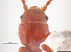 Afbeeldingsresultaten voor "colpodaspis Pusillus". Grootte: 143 x 106. Bron: www.insectimages.org