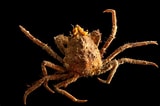 Image result for "hyas Coarctatus". Size: 160 x 106. Source: www.joelsartore.com