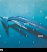 Image result for Balaenoptera Familie. Size: 95 x 106. Source: www.alamy.com