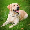 Image result for Labrador Retriever. Size: 104 x 106. Source: www.onlydogs.info