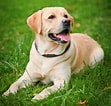 Bilderesultat for Labrador Retriever. Størrelse: 111 x 106. Kilde: www.onlydogs.info