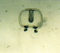 Image result for "Ectopleura Dumortieri". Size: 119 x 106. Source: www.marinespecies.org