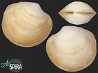 Image result for "lucinoma Borealis". Size: 142 x 106. Source: allspira.com