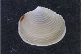 Image result for "myrtea Spinifera". Size: 158 x 106. Source: www.marlin.ac.uk