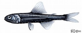 Image result for Lepidophanes guentheri. Size: 264 x 106. Source: animaldiversity.org