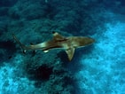 Image result for "carcharhinus Melanopterus". Size: 141 x 106. Source: www.thainationalparks.com