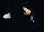 Image result for Peachia parasitica. Size: 146 x 106. Source: www.marlin.ac.uk