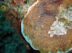 Image result for "leptoseris Cucullata". Size: 145 x 106. Source: coralpedia.bio.warwick.ac.uk