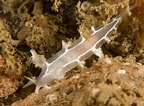 Image result for "tritonia Lineata". Size: 144 x 106. Source: www.seawater.no