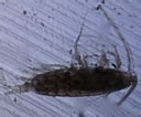 Image result for "mesocalanus Tenuicornis". Size: 128 x 106. Source: www.marinespecies.org
