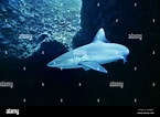 Afbeeldingsresultaten voor "carcharhinus Wheeleri". Grootte: 145 x 106. Bron: www.alamy.com