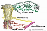 Biletresultat for Uterine Artery. Storleik: 161 x 106. Kjelde: teachmeanatomy.info