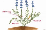 ラベンダー 花の構造 に対する画像結果.サイズ: 164 x 106。ソース: www.pinterest.jp