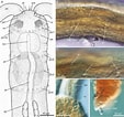 Image result for "protodrilus Ciliatus". Size: 113 x 106. Source: www.researchgate.net
