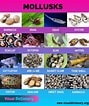 Afbeeldingsresultaten voor Mollusca pendula. Grootte: 89 x 106. Bron: visualdictionary.org