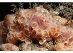 Afbeeldingsresultaten voor "hemimycale Columella". Grootte: 147 x 106. Bron: www.marlin.ac.uk