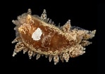 Image result for "janolus Hyalinus". Size: 149 x 106. Source: www.aphotomarine.com