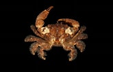 Afbeeldingsresultaten voor "phymodius Granulosus". Grootte: 165 x 106. Bron: www.crabdatabase.info