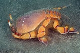 Image result for Ranina Ranina Spanner Crab. Size: 160 x 106. Source: astronomy-to-zoology.tumblr.com