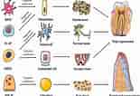 Image result for Cell Lines in Dental pulp. Size: 155 x 106. Source: peerj.com