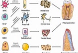 Cell Lines in Dental pulp के लिए छवि परिणाम. आकार: 157 x 106. स्रोत: peerj.com