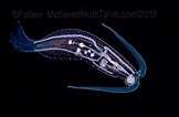 Afbeeldingsresultaten voor "phylliroe Bucephala". Grootte: 162 x 106. Bron: deepseanews.com