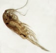 Image result for Metridia lucens Geslacht. Size: 113 x 106. Source: zooplankton.no