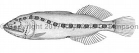 Afbeeldingsresultaten voor Ditropichthys storeri. Grootte: 278 x 106. Bron: watlfish.com