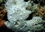 Image result for "dysidea Fragilis". Size: 146 x 106. Source: irishwestcoastsealife.com