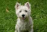 West Highland White Terrier ਲਈ ਪ੍ਰਤੀਬਿੰਬ ਨਤੀਜਾ. ਆਕਾਰ: 155 x 106. ਸਰੋਤ: demascotas.info