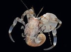 Image result for "anapagurus Laevis". Size: 144 x 106. Source: www.aphotomarine.com