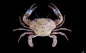 Image result for "charybdis Orientalis". Size: 171 x 106. Source: www.crabdatabase.info