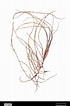 "praxillura Longissima" ପାଇଁ ପ୍ରତିଛବି ଫଳାଫଳ. ଆକାର: 70 x 106। ଉତ୍ସ: www.alamy.com