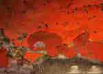 Afbeeldingsresultaten voor "crella Rosea". Grootte: 150 x 107. Bron: doris.ffessm.fr