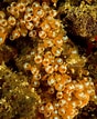 Afbeeldingsresultaten voor Clavelina lepadiformis colonial Ascidian. Grootte: 88 x 107. Bron: www.flickr.com