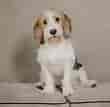 Billedresultat for Petit Basset Griffon Vendeen Puppies. størrelse: 110 x 107. Kilde: wikipoint.blog