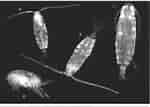 Image result for Acartia centrura Geslacht. Size: 150 x 107. Source: www.researchgate.net