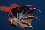 Afbeeldingsresultaten voor Vampyroteuthidae. Grootte: 159 x 107. Bron: inlandoceancoalition.org
