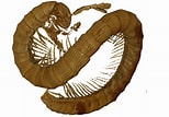 Résultat d’image pour Scolopendre fossile. Taille: 154 x 107. Source: scienceinfo.net