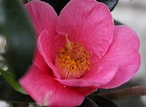 Afbeeldingsresultaten voor "callianassa Japonica". Grootte: 146 x 107. Bron: www.flickr.com