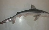 Image result for "carcharhinus Isodon". Size: 172 x 107. Source: www.fishbase.se