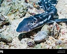 Image result for Atelomycterus Atelomycterus marmoratus. Size: 133 x 107. Source: www.alamy.com