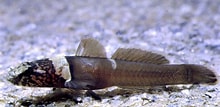 Image result for Ceratoscopelus maderensis Geslacht. Size: 220 x 107. Source: adriaticnature.com