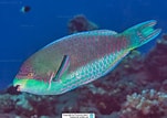 Image result for Scarus globiceps. Size: 151 x 107. Source: www.pinterest.com