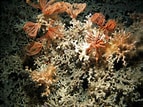Image result for Lophelia pertusa Habitat. Size: 143 x 107. Source: www.researchgate.net