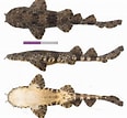 Image result for Orectolobus ornatus. Size: 116 x 107. Source: shark-references.com