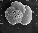Image result for "globorotalia Scitula". Size: 123 x 107. Source: www.alamy.de