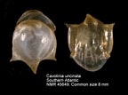 Image result for "cavolinia Uncinata". Size: 144 x 107. Source: www.marinespecies.org
