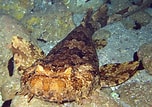 Image result for Orectolobus ornatus. Size: 152 x 107. Source: fishesofaustralia.net.au