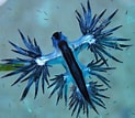 Image result for "Glaucus Atlanticus". Size: 123 x 107. Source: primateinteligente7.blogspot.com